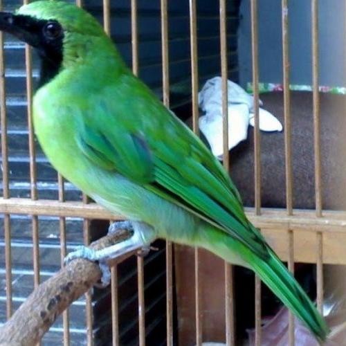 burung cucak ijo jatim bahan gacoran