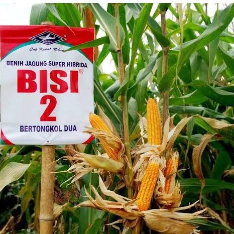 Benih Bibit Jagung Hibrida BISI 2 Tongkol Dua Original 1 Kg