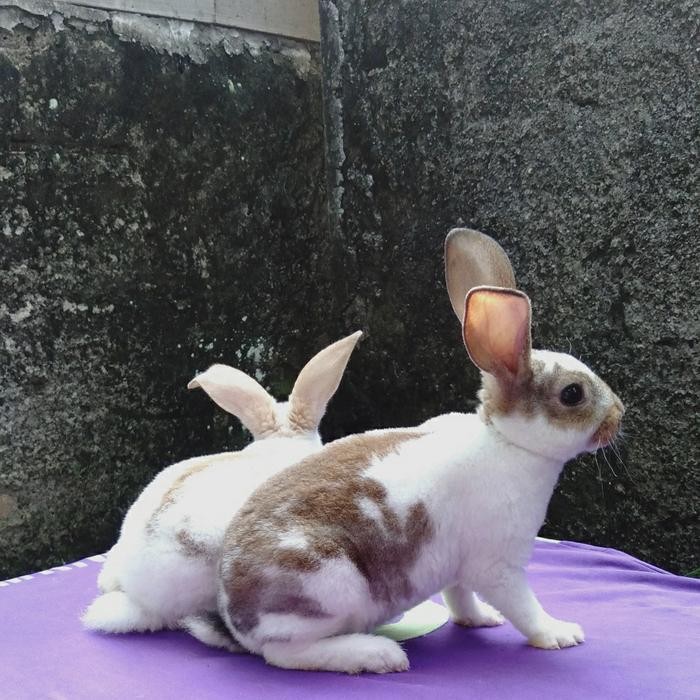 Stok Baru Kelinci Rex bulu karpet anakan sepasang (3).