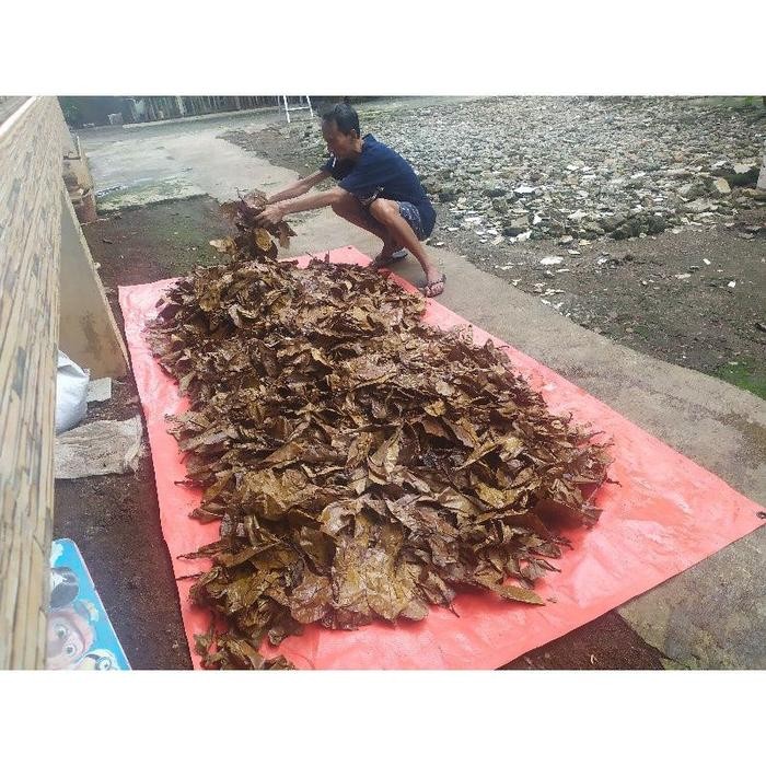 DAUN KETAPANG LAUT OLAHAN FERMENTASI SUPER PEKAT UNTUK PERAWATAN IKAN