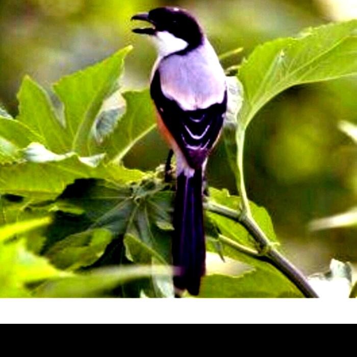 ASLI burung pentet ra blangkon READY STOCK