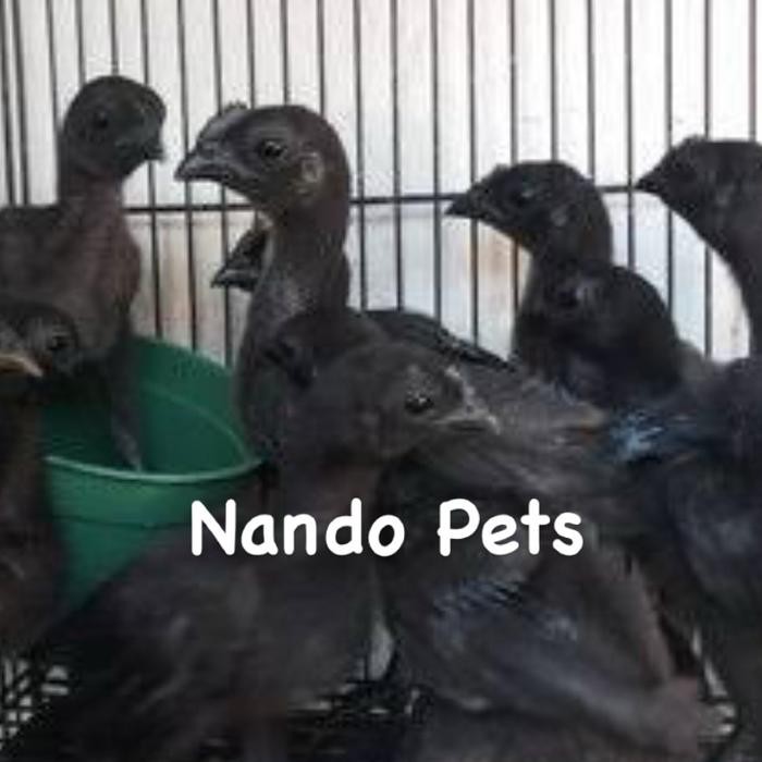 t00e- Ayam Cemani Asli Anakan Usia 1 Bulanan Setengah