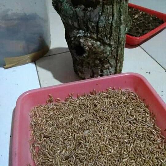 DUniaPancingan- Poa Rengas Umpan Pancing Paket 3 Cup