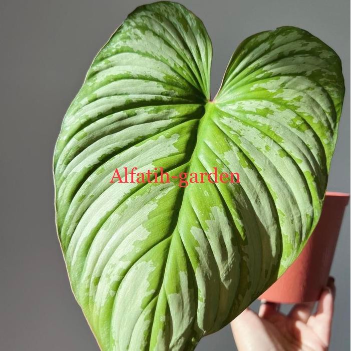 [ philodendron mamei ]