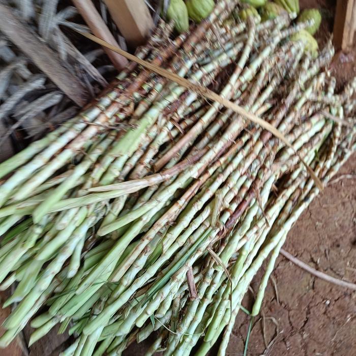 Benih Odot perbatang - Bibit Rumput Odot Pakan Ternak Sapi Kambing 10 kg
