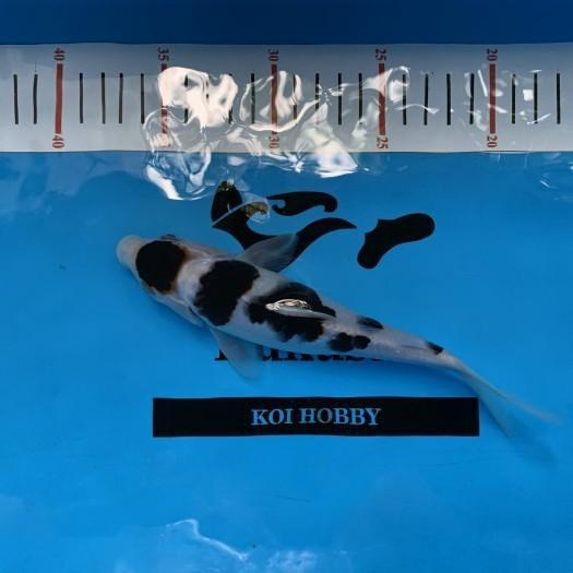Ikan Koi Maruten Budo Goromo size 7-10cm