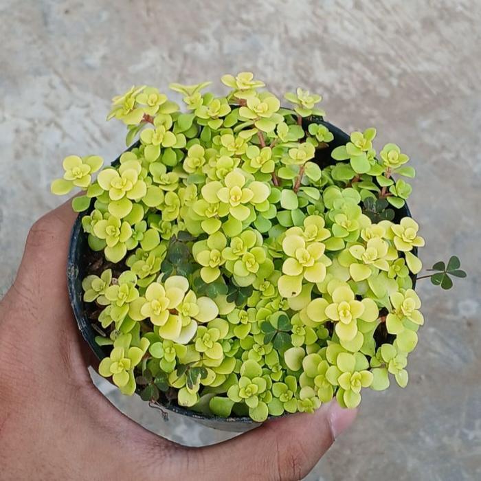 Sukulen Sedum Makinoi Ogon Baby Tears Rumput Lucu