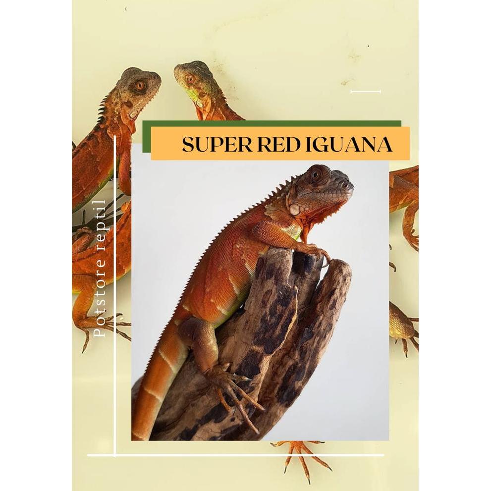 Reptil - Iguana Super Red / Super Red Iguana / Iguana Merah