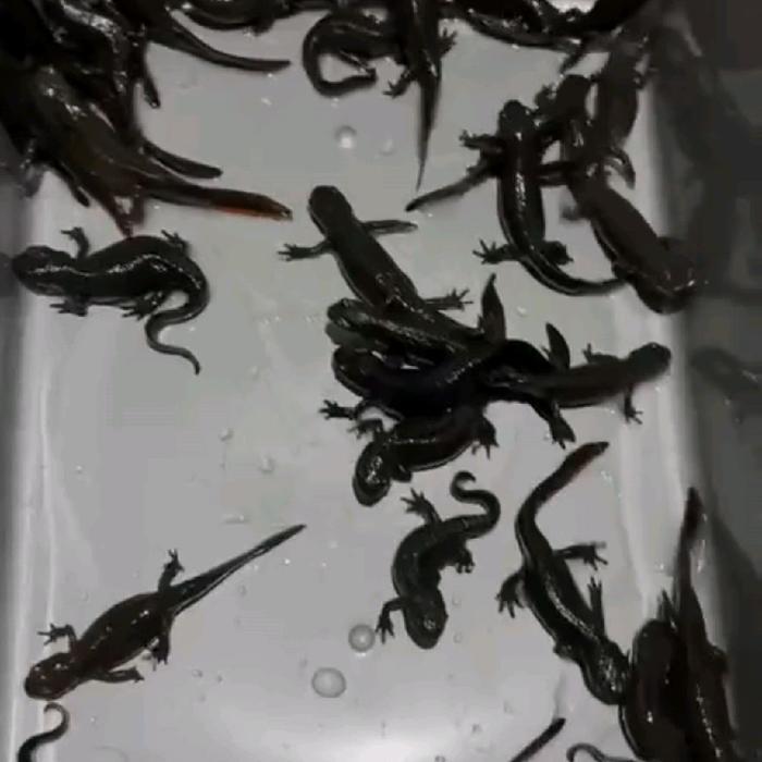 Ready Terlaris Salamander Red Belly (Dibaca Deskripsinya) Promo Murah
