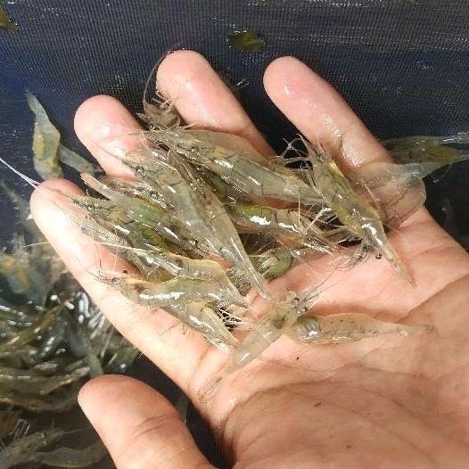 TERBARU Udang Rawa/Udang Air Tawar Hidup Isi 100 ekor