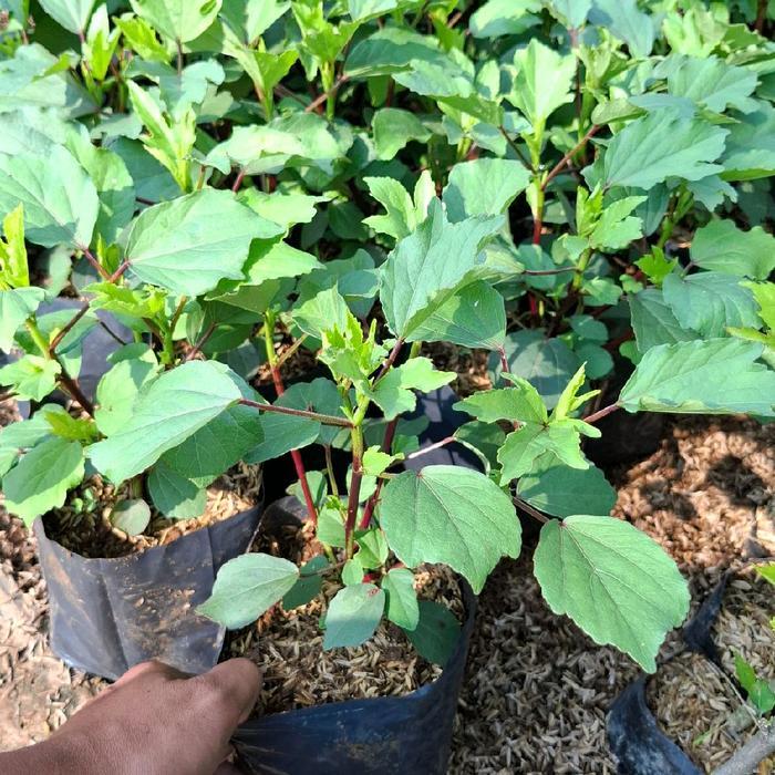 Juwara_Syatu Pohon Bunga Rosela Bunga Rosela Bibit Rosela - Tropi Indonesia