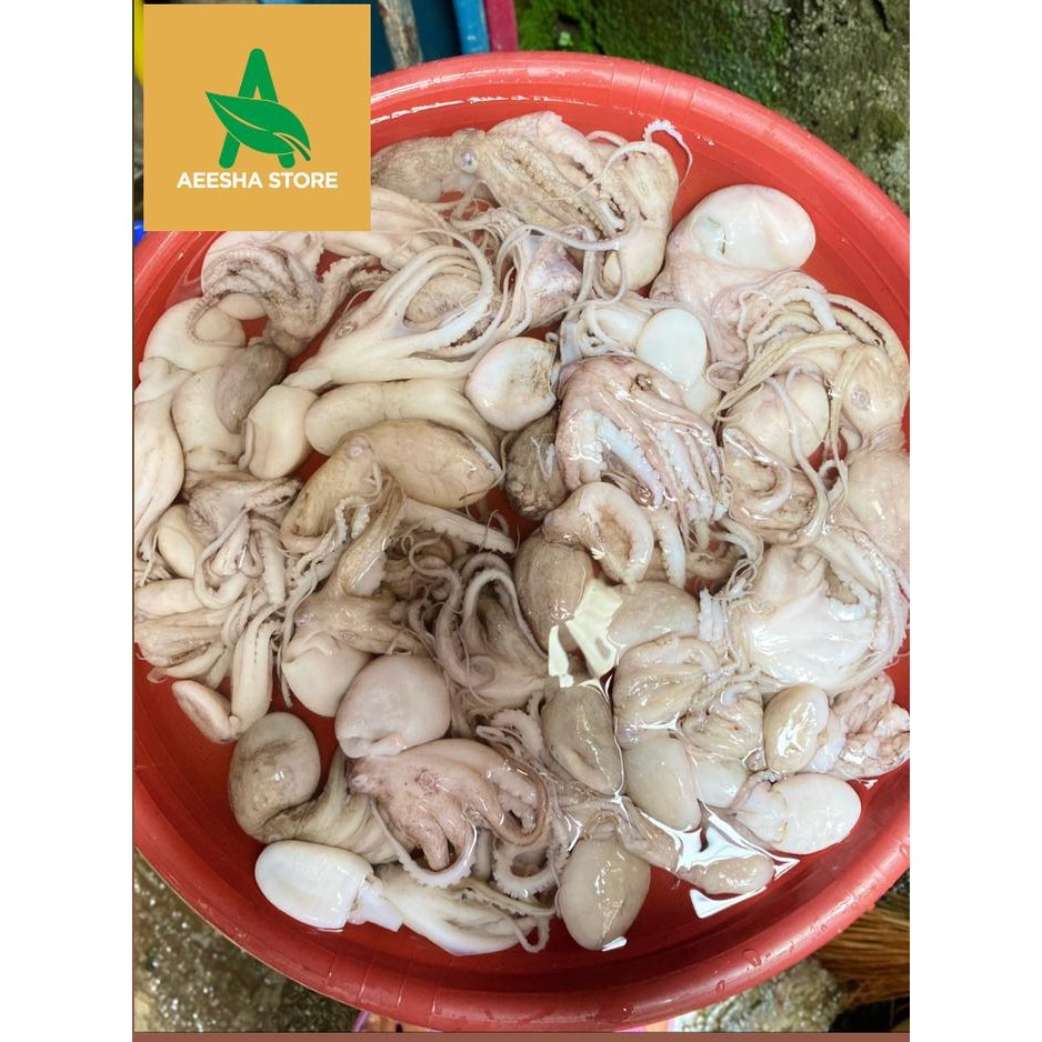 Pilihan- Baby Octopus Bayi Gurita Segar 500 Gr