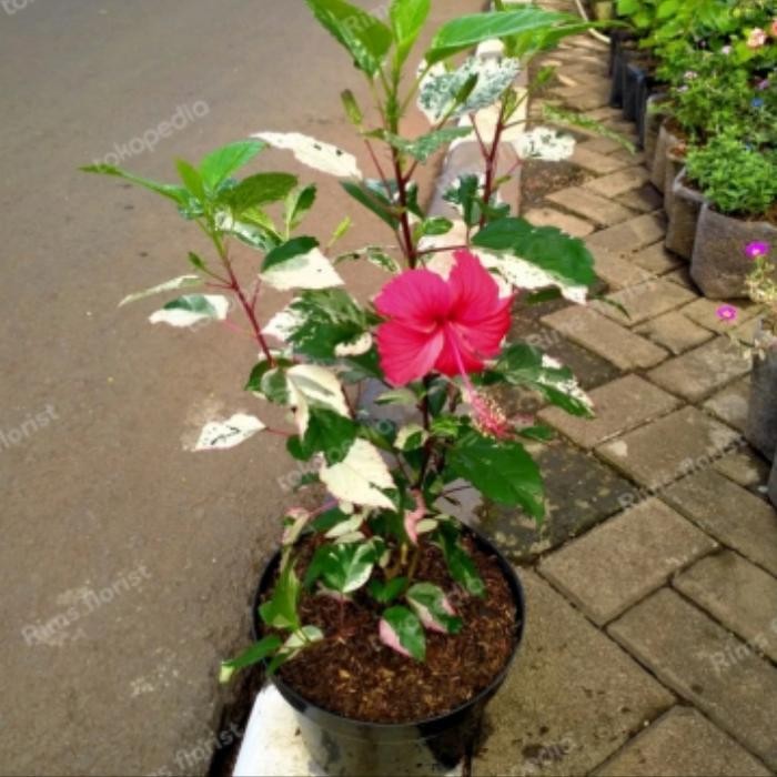 TANAMAN HIAS HIBISCUS / BUNGA MERAH SEPATU VARIGATA + POT HITAM