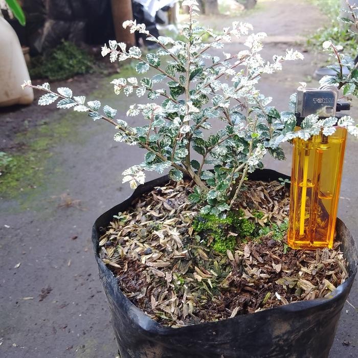 bahan bonsai ulmus super mikro variegata