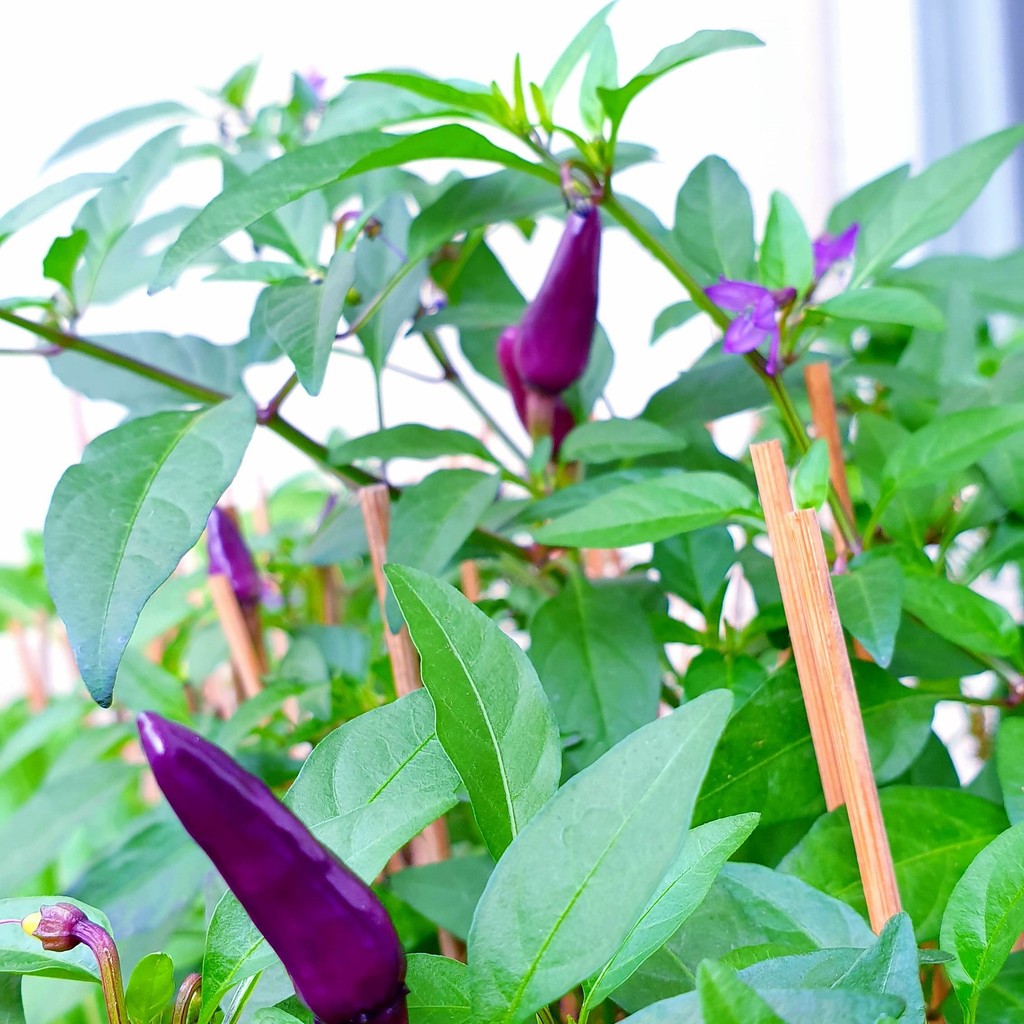 Terlaris - 4 Bibit Benih Cabe Ungu