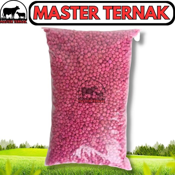 Stok Baru BENIH SORGUM BIOGUMA 2 - Sumber hijauan pakan ternak tinggi energy