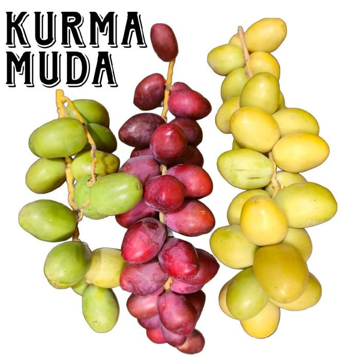 KURMA MUDA MIX SEGAR (MERAH dan KUNING) / Buah Kurma Muda / Kurma / Ruthob
