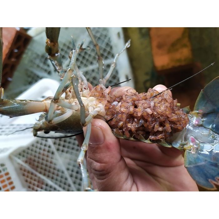 t00e- Lobster Air Tawar Konsumsi Sedang Gendong Telur Ukuran 4-5 Inch