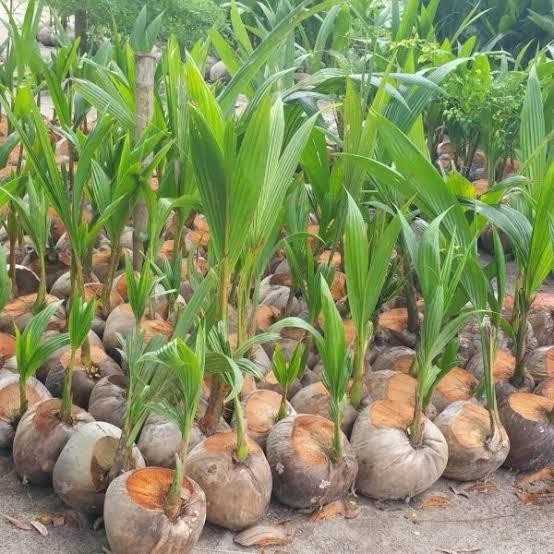 Bibit Kelapa Salak Genjah Pendek Berbuah Bibit Kelapa Salak Asli 100% Unggul