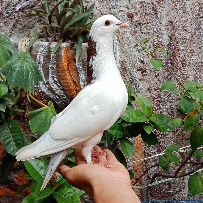 6yfd- Burung Dara Burung Merpati Hidup Jantan Dewasa Super Top Grade
