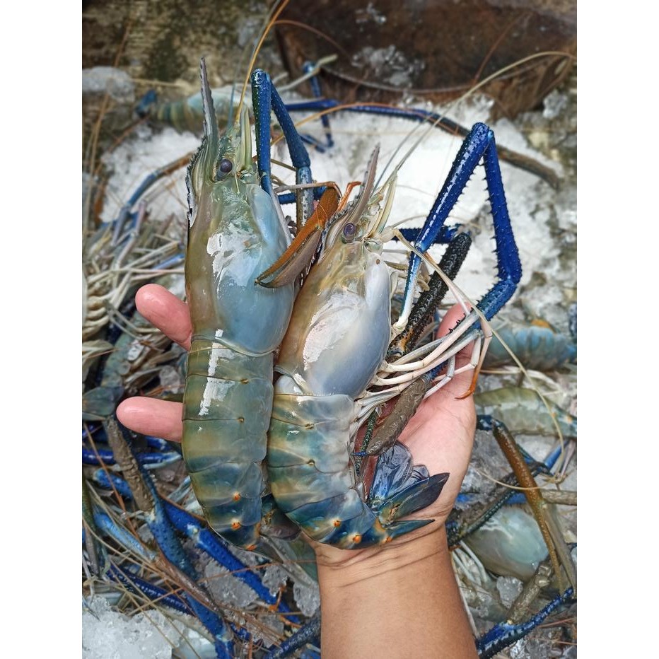 Eat77- Udang Galah Size Jumbo Isi 3-5 Ekor/Kg Premium