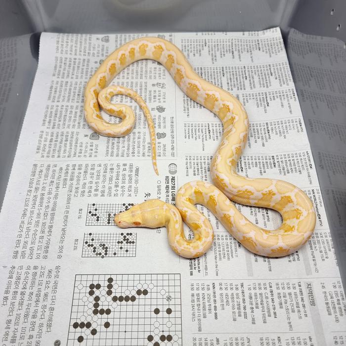 reticulatus albino amelanistic / retic albino amel