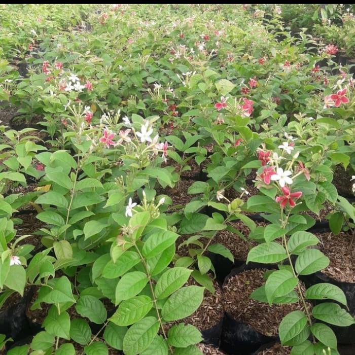 bibit melati belanda