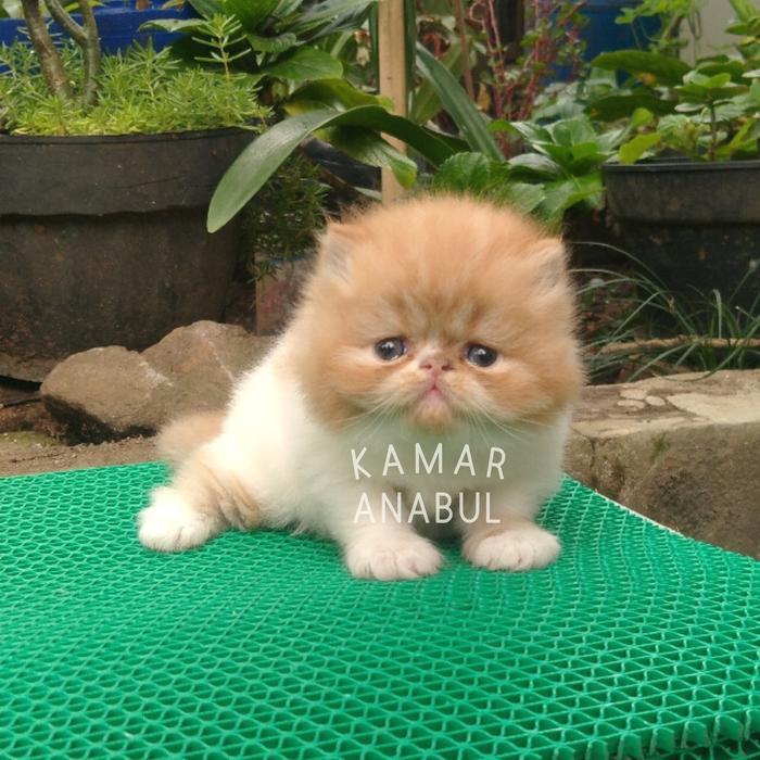 Anak kucing peaknose cream red tabby