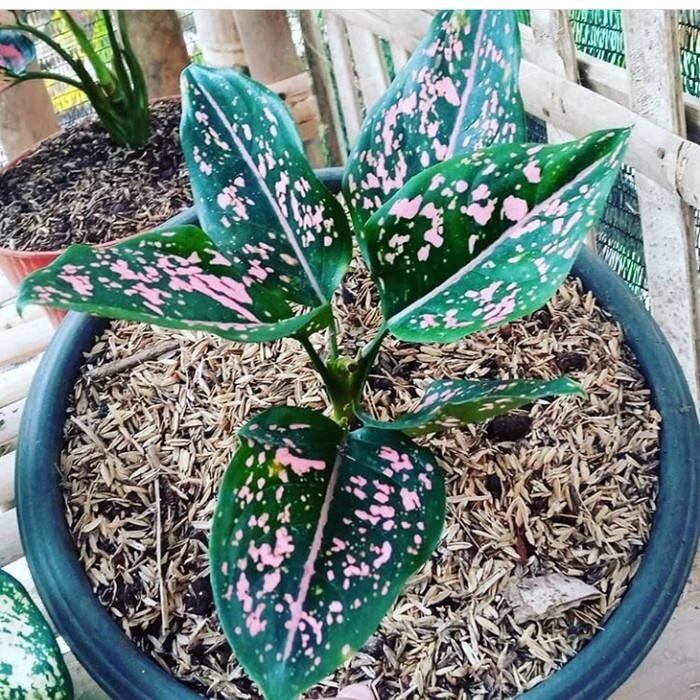 

yu new!!! bibit aglonema pink dalmantion