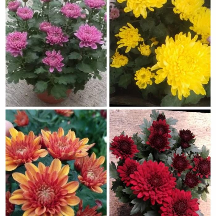 

tanaman hias paket murah 4 warna krisan mix Tanaman hias hidup