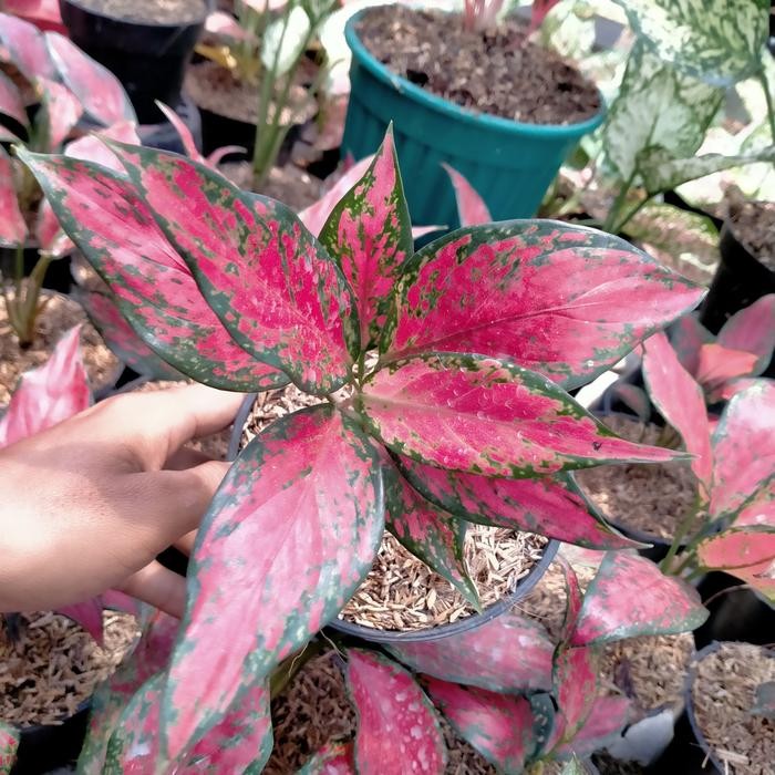 SM- aglaonema Ruby Garuda merah/tanaman hias