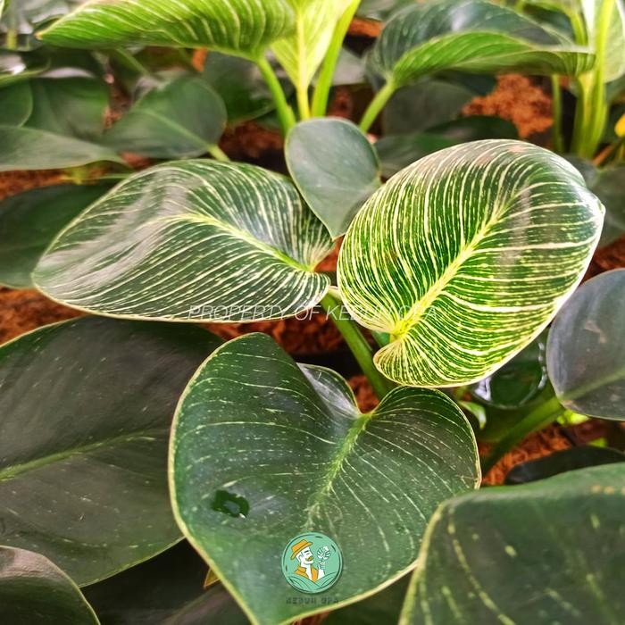 SM- Tanaman Hias Philodendron Birkin Bibit Tanaman Philo Birkin