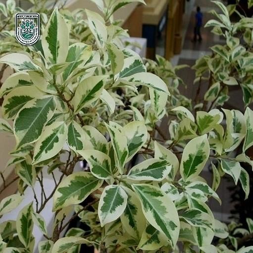 TERLENGKAP pohon beringin putih tinggi 70-80 cm