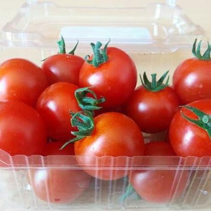 

Pilihan- Tomat Cherry Malang Hydroponics Asli Kebun Langsung