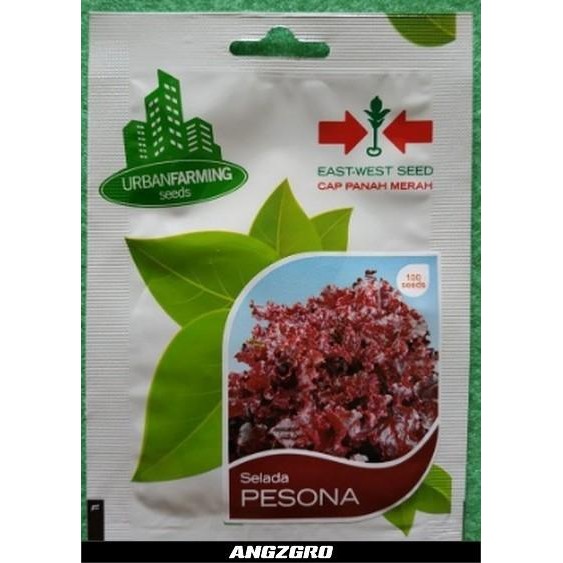 Stok Baru Benih Panah Merah Selada Merah Pesona 1 gr