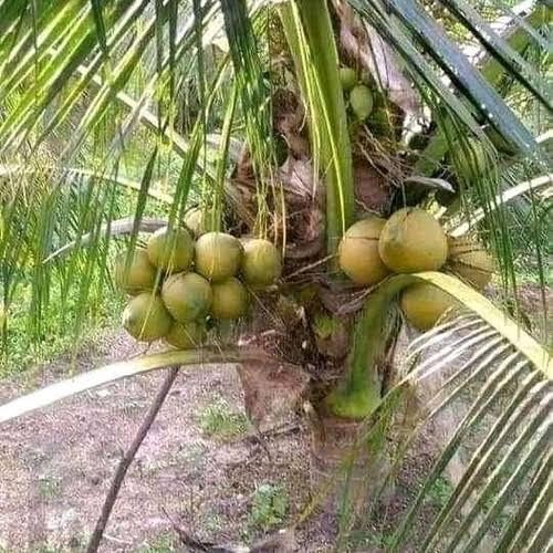 Bibit Kelapa Pandan Wangi F1 Thailand Original 100% Bibit Kelapa Pandan Wangi Asli