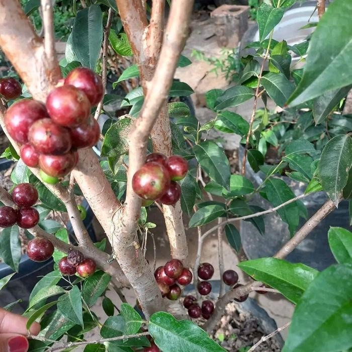 Bibit Anggur Pohon Escarlate Genjah Hibrid Bibit Anggur Brazil Escarlate Jaboticaba Import
