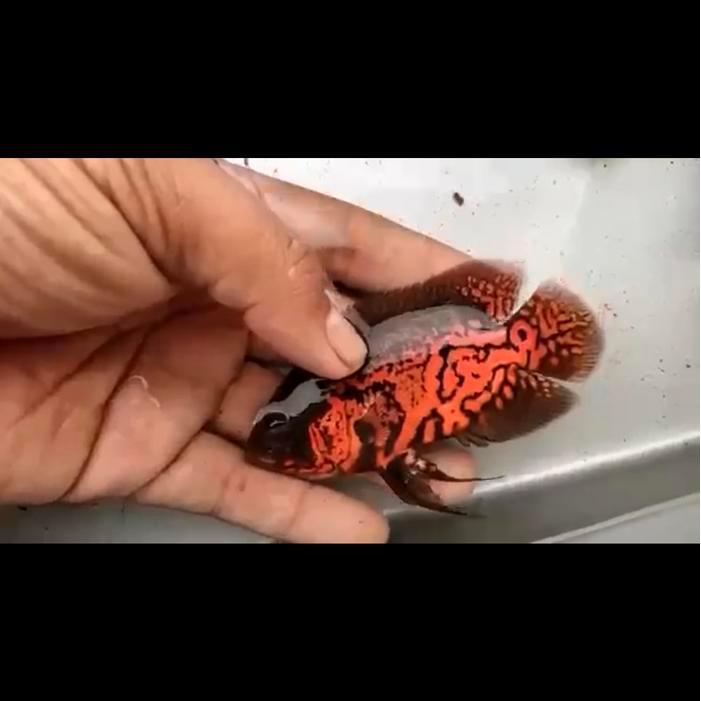 Oscar Black Tiger good marking import Thailand 10-12cm