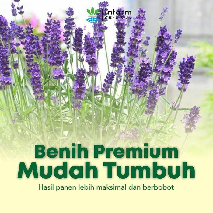 Infarm - Benih Bunga Lavender Bibit Bunga Lavender Benih Bunga Premium Benih Bibit Bunga Lavender