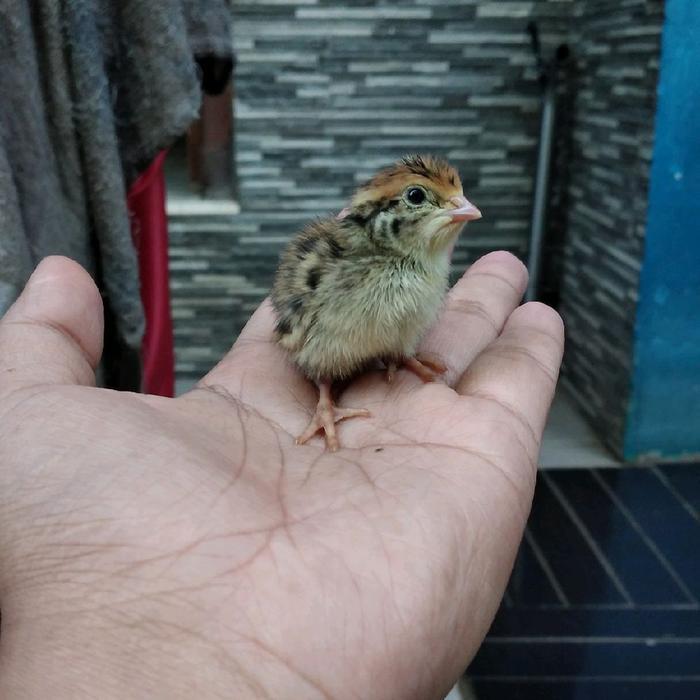 Anak Burung Puyuh/Doq Hidup Setengah Box Isi 200Ekor