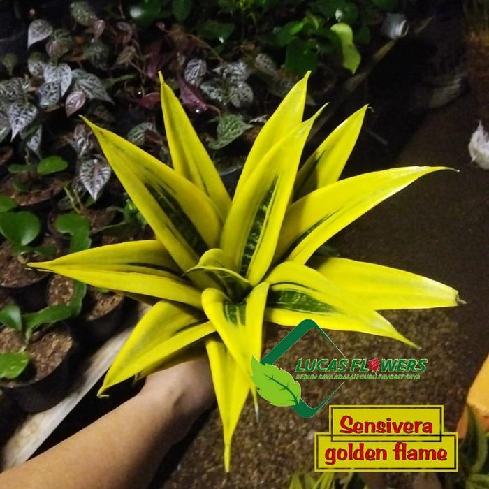 tanaman sensivera golden flame / lidahmertua