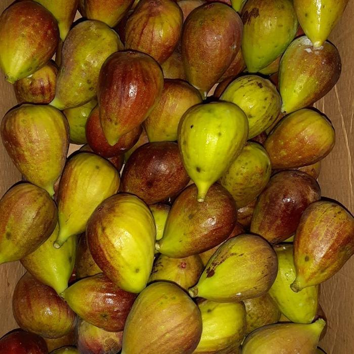 Buah tin yordania fresh 1kg