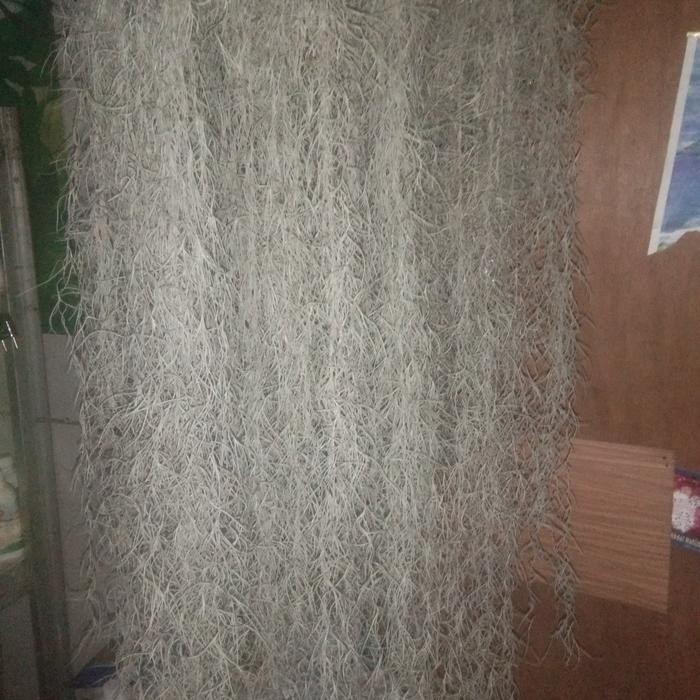 

tanaman hias jenggot musa panjang