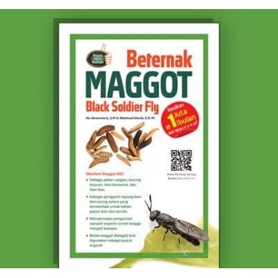 

Beternak Maggot Black Soldier Fly