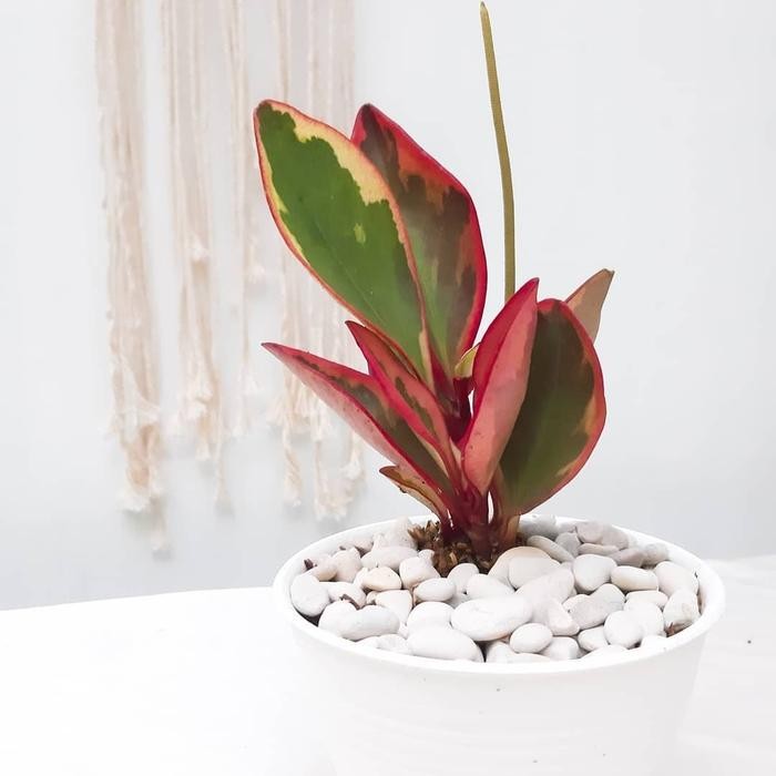 

TANAMAN HIAS PEPEROMIA OBTUSIFOLIA TRICOLOR / INC POT TAWON DAN BATU