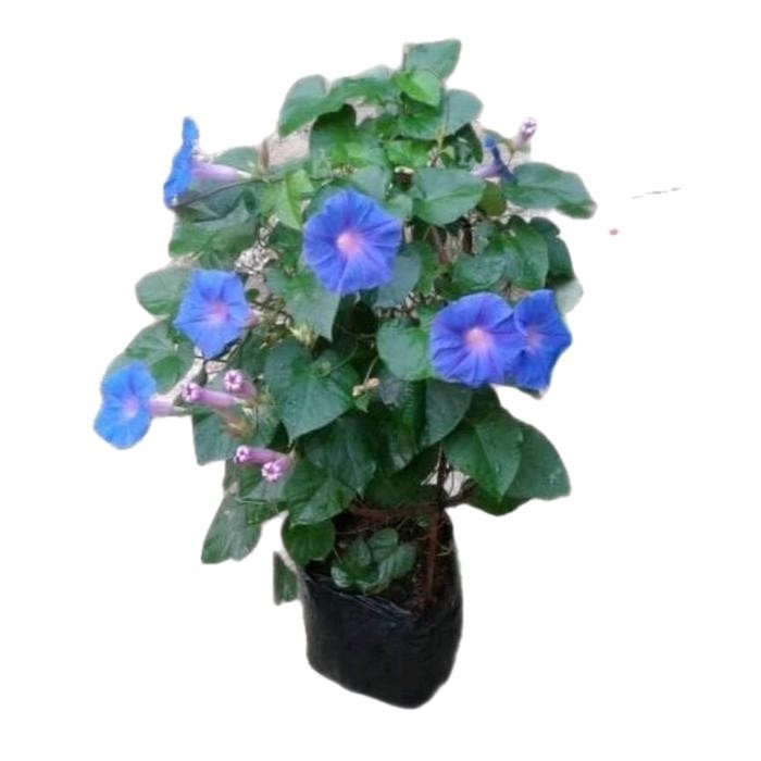 

tanaman hias morning glory tanaman rambat morning glory