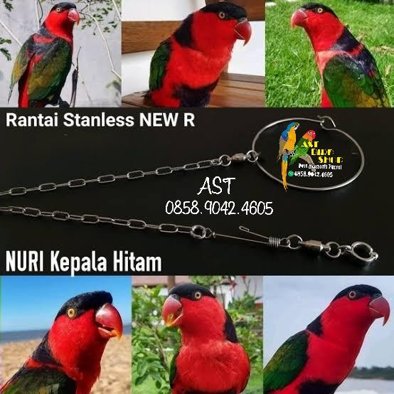 Rantai stainless burung nuri kepala hitam