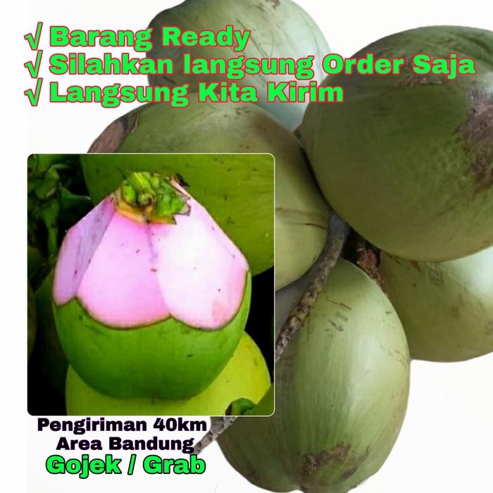 Pilihan- Kelapa Hijau Asli / Kelapa Hijau Kulit Merah Muda (Satuan)