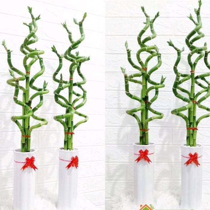 tanaman bambu air/bambu hoki/sri rezeki/ bambu cina/tanaman indor
