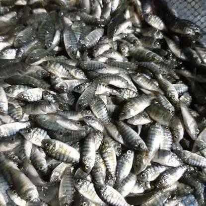 BIBIT NILA NIRWANA 3 (1LITER)